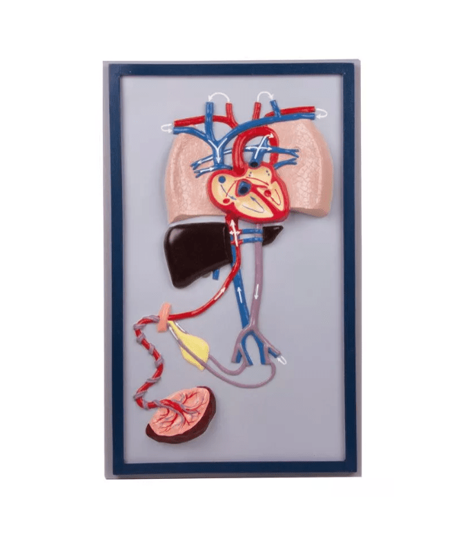 Fetalkreislauf - Erler - Zimmer